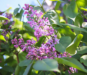 Image showing Lilac flower