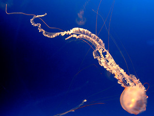 Image showing Jellyfish spermatozoon