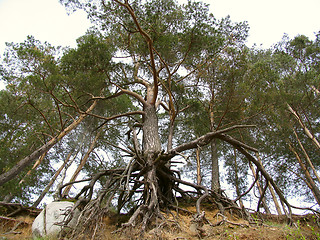 Image showing Pine tree with roots and bid stone against the sky