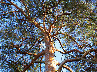 Image showing Pine tree against blue sky