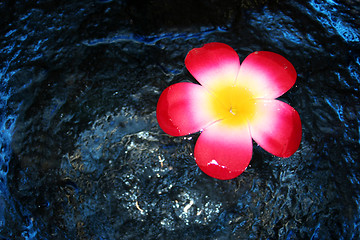 Image showing Pink flower