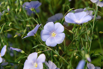 Image showing Blue Flax Flowers