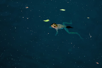 Image showing Swimming Frog