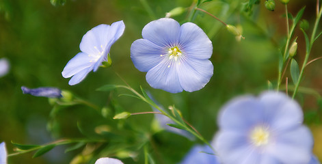 Image showing Linum Lewisii Flowers