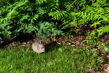 Image showing Little Rabbit