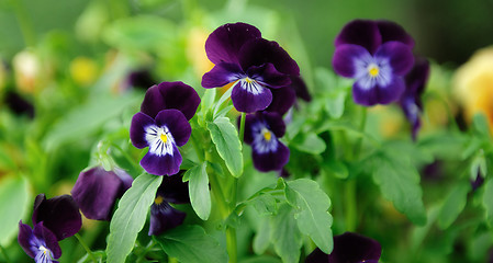 Image showing Pansies