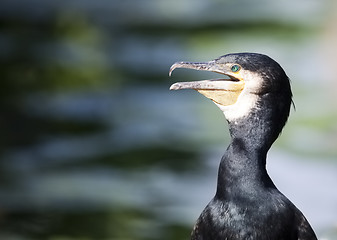 Image showing cormorant