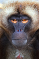 Image showing ape