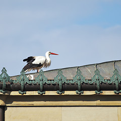 Image showing stork