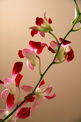 Image showing Fresh orchids closeup 