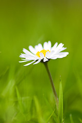 Image showing camomile flower