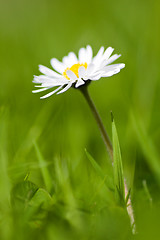 Image showing camomile flower