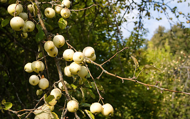 Image showing The branch of an apple-tree