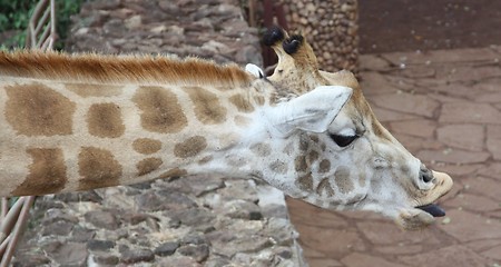 Image showing Giraff