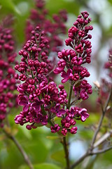 Image showing Common lilac