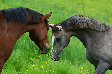 Image showing Two horses