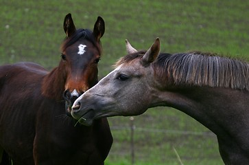 Image showing Two horses