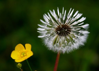 Image showing Dandelion and buttercup