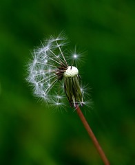 Image showing Dandelion