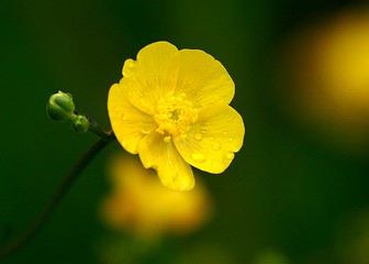 Image showing Buttercup