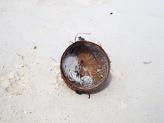 Image showing Coconut