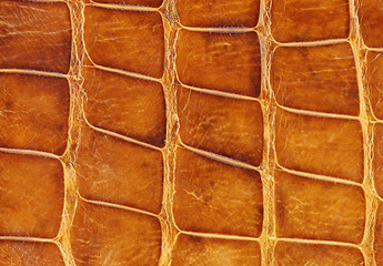 Image showing Used and worn crocodile skin