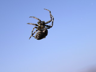 Image showing spider