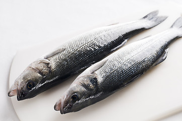 Image showing Sea bass