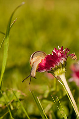 Image showing Snail