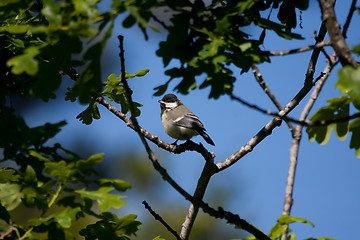 Image showing great tit