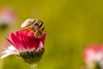 Image showing snail