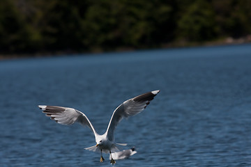 Image showing Flying seagull