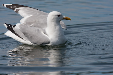 Image showing swimming seagull