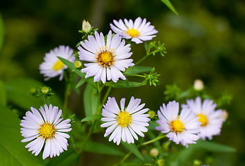 Image showing Echinacea (coneflower) 