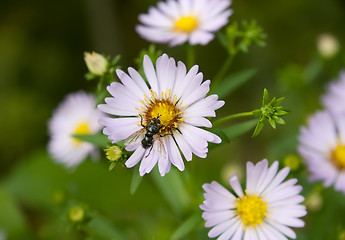 Image showing Echinacea (coneflower) anf fly