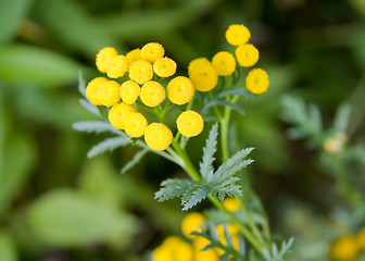 Image showing Tansy ( tanacetum vulgare )