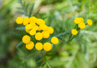 Image showing Tansy ( tanacetum vulgare )