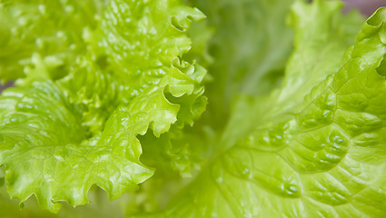 Image showing Lettuce salad