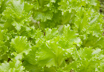 Image showing Lettuce salad