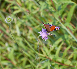 Image showing Peacock butterfly on flower