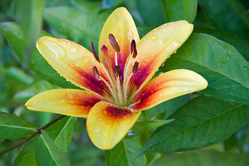 Image showing Garden lily with water drops
