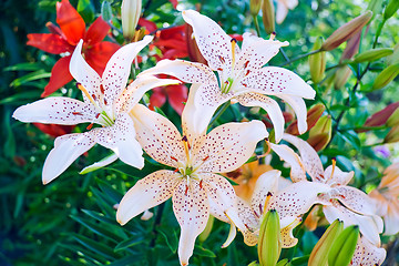 Image showing Garden lily