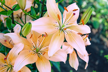 Image showing Garden lily