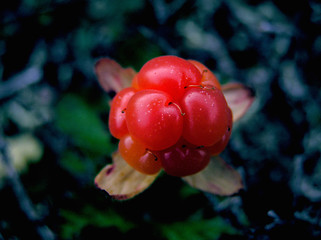 Image showing cloudberry