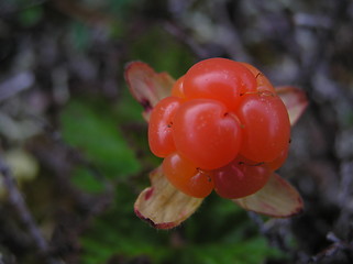 Image showing cloudberry