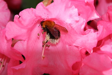 Image showing Bumble bee at work