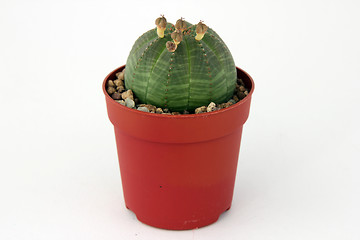 Image showing Kaktus im Topf