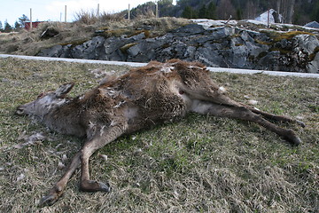 Image showing Victim of the traffic