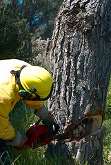 Image showing Lumberjack