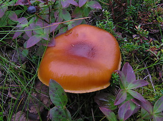 Image showing mushroom